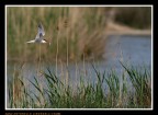 Camargue (Francia)....ore 20,00....la sterna al rientro dalla pesca per la cena quotidiana
