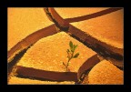 the earth's skin#2