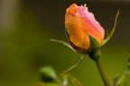 Una rosa!