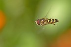 Scaeva pyrastri