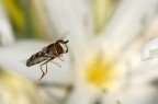 Eupeodes luniger