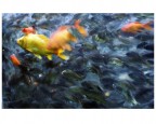 fish astratto