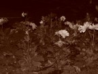 Cimiteriale...