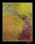 un Monet
