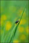 Moschina