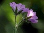 Controluce in viola