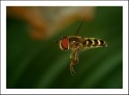 Volando