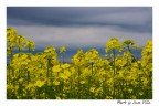 Fiori e nubi