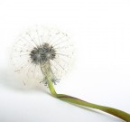 in bianco