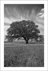 Roverella Quercus pubescens nell'azienda agricola Fontanelle presso Lucera (FG). All'ombra di questa quercia, denominata Quercia di Santa Justa alla Melara, riposava verosimilmente Federico II. 
Notevole la sua et: 900 anni. 
Vanta un'altezza di oltre 18 m e una circonferenza del fusto di 5,3 m. 

Protetta dal WWF.