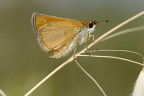 Farfalla