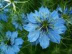 Prova di macro con la Minolta Z3