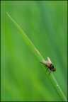 La mosca e la goccia