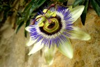 Passiflora 2