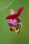 Aggrappata ad un Fiore