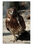 falco pellegrino