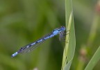 Ischnura Elegans
