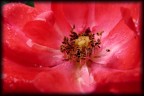 Cuore di rosa