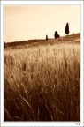 Grano toscano