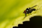 mosca