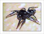Aracnide