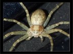 Predatore