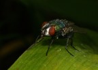Mosca
