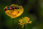 Trichodes apiarius