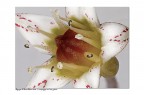 Fiore di pianta grassa