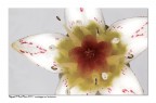 Fiore di pianta grassa
