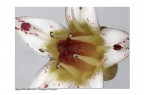 Fiore di pianta grassa