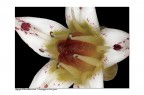 Fiore di pianta grassa