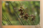 libellula in controluce