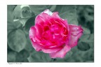 le mie rose