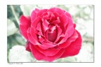 le mie rose
