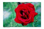 le mie rose
