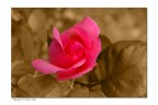 le mie rose