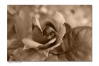 le mie rose