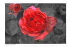 le mie rose
