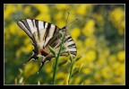 farfalla (n'3)