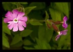 Fiore