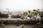 rosa  un'altra cosa...