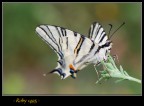 farfalla (n'4)