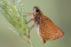 Spiga o Farfalla