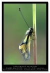 [url=http://www.acquariofilia.info/_juza/libelloides-1200.jpg][b]Versione a 1200 pxl[/b][/url]