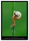 [url=http://www.acquariofilia.info/_juza/Lumaca1200.jpg][b]Versione a 1200 pxl[/b][/url]