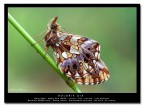[url=http://www.acquariofilia.info/_juza/BoloriaDia-1200.jpg][b]Qi la versione a 1200 pxl[/b][/url]