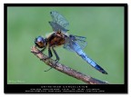 [url=http://www.acquariofilia.info/_juza/Orthetrum_cancellatum2-1200.jpg][b]Qui la versione a 1200 pxl[/b][/url]