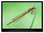 [url=http://www.acquariofilia.info/_juza/Pyrrhosoma_nynphula-1200.jpg][b]Versione a 1200 pxl[/b][/url]