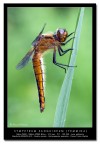 [url=http://www.acquariofilia.info/_juza/Sympetrum_sanguineum-1200.jpg][b]Qui la versione a 1200 pxl[/b][/url]